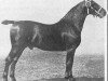 stallion Ehrenknabe (Oldenburg, 1906, from Ehrenknabe)