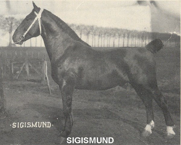 Deckhengst Sigismund (Gelderländer, 1913, von Ehrenknabe)