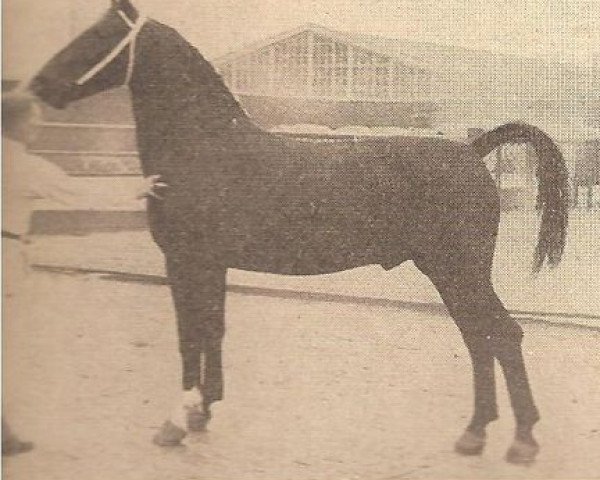 stallion Olivier (Gelderland, 1950, from Kurassier)