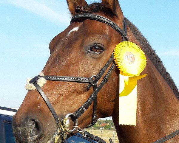 jumper Geronimo 667 (German Sport Horse, 2005, from Moosbachhofs Goldwing)