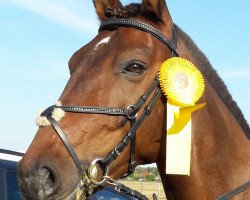 jumper Geronimo 667 (German Sport Horse, 2005, from Moosbachhofs Goldwing)