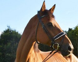 dressage horse Labello 7 (Holsteiner, 1997, from Larry)