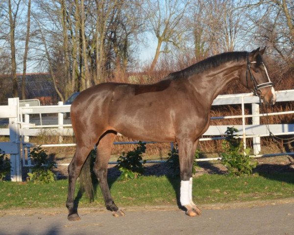 horse flrto (Hanoverian, 2012)