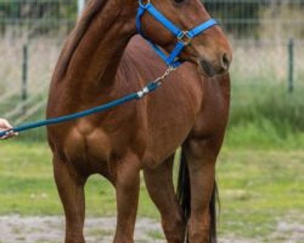 horse Einsteins Flashy Jag (Quarter Horse, 2012, from Boggierima Jac)