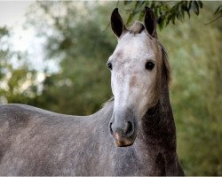 horse Lusitano (Lusitano, 2010)