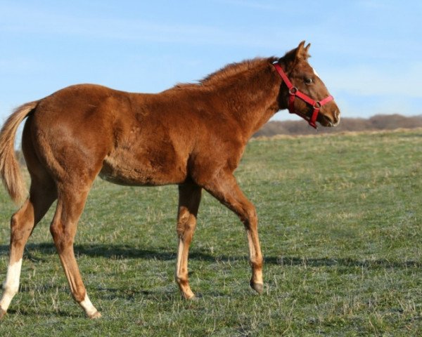 Pferd Customized Whisper (Quarter Horse, 2016)