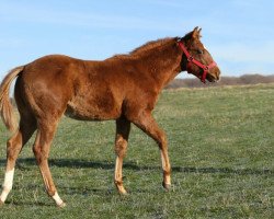 horse Customized Whisper (Quarter Horse, 2016)