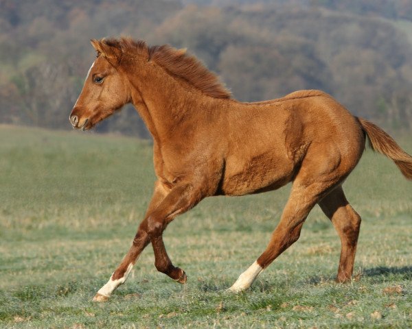 Pferd Customized Buck (Quarter Horse, 2016)