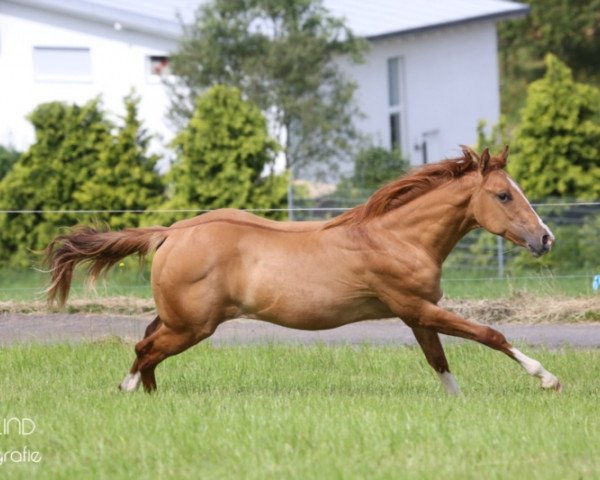 Pferd CM Midnight Fox (Quarter Horse, 2015)