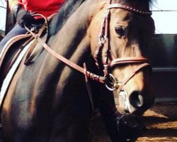 dressage horse Belina 31 (Hanoverian, 2008, from Benvenuto)