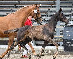 dressage horse Dariel JS (Austrian Warmblood, 2021, from DeLorean)