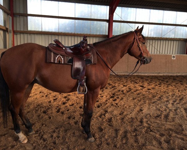 Pferd Cloud Surprice ST (Quarter Horse, 2011)