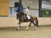 Dressurpferd Roccatello (Belgisches Warmblut,  )