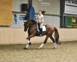 Dressurpferd Roccatello (Belgisches Warmblut,  )