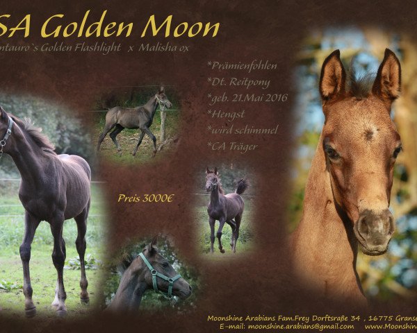 Pferd MSA Golden Moon (Deutsches Reitpony,  , von Centauro's Golden Flashlight)