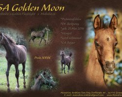 horse MSA Golden Moon (German Riding Pony,  , from Centauro's Golden Flashlight)