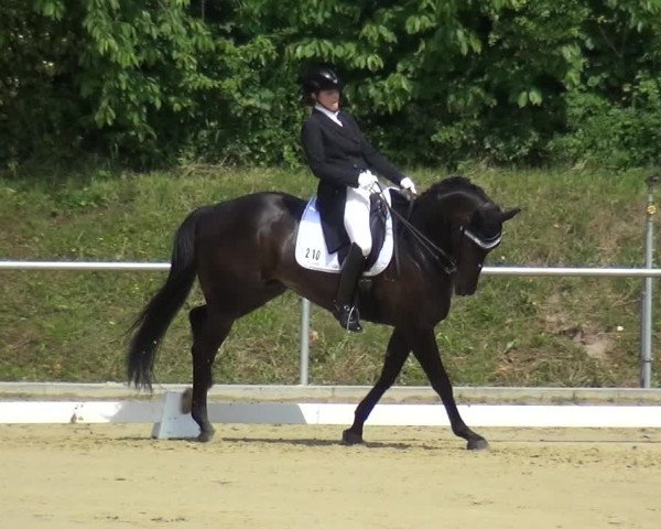 Reitturnier Ladenburg 2019
