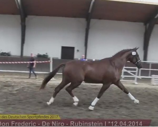 Dressurpferd Dorincort 3 (Deutsches Sportpferd, 2014, von Don Frederic 3)