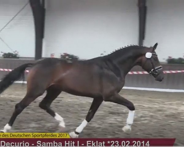 stallion Zidina (German Sport Horse, 2014, from Decurio 3)