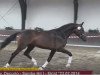 stallion Zidina (German Sport Horse, 2014, from Decurio 3)