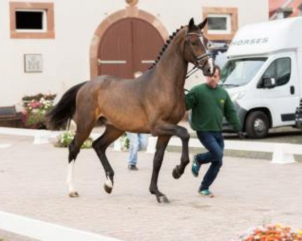 stallion Self Confidence (Oldenburg show jumper, 2014, from Self Control 3)