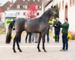 stallion Lloyd of London (German Sport Horse, 2014, from Lloyd George)