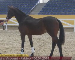 jumper Volltreffer (Hanoverian, 2014, from Viscount 22)