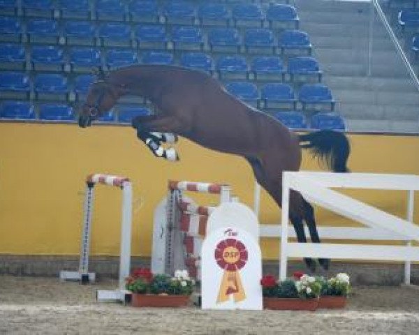 jumper Verdi's Adel (German Sport Horse, 2014, from Verdi)