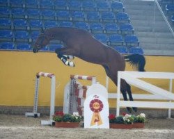 jumper Verdi's Adel (German Sport Horse, 2014, from Verdi)