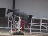 jumper John Deere VDL (KWPN (Royal Dutch Sporthorse), 2014, from Modesto)