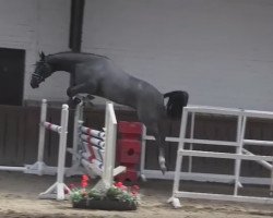 Springpferd John Deere VDL (KWPN (Niederländisches Warmblut), 2014, von Modesto)