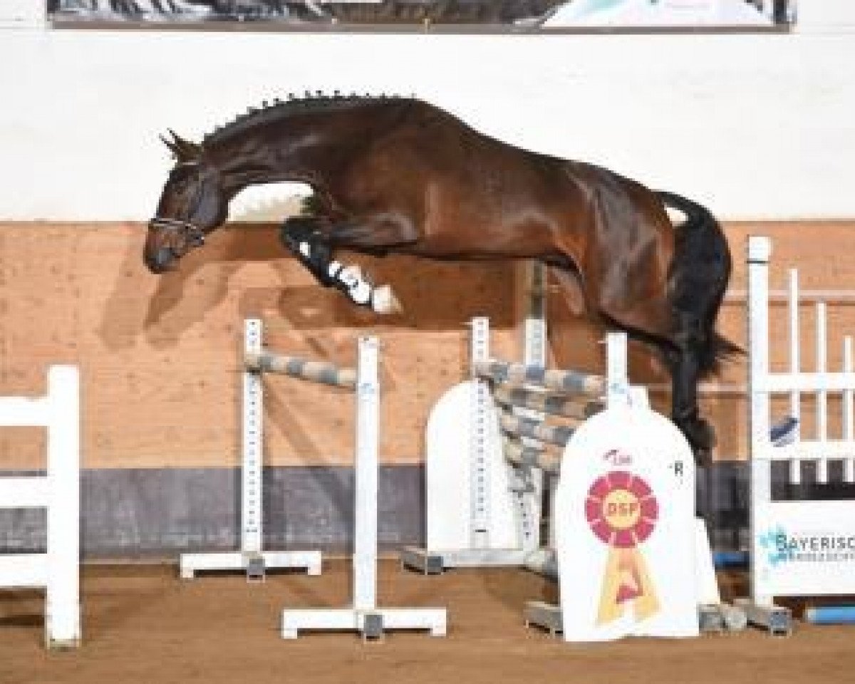 jumper DSP Contanos (German Sport Horse, 2014, from Courtier)