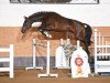 jumper DSP Contanos (German Sport Horse, 2014, from Courtier)