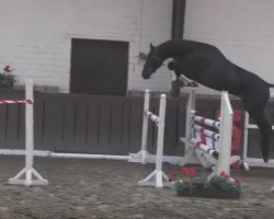 dressage horse GR Camelot (Holsteiner, 2014, from Connor 48)