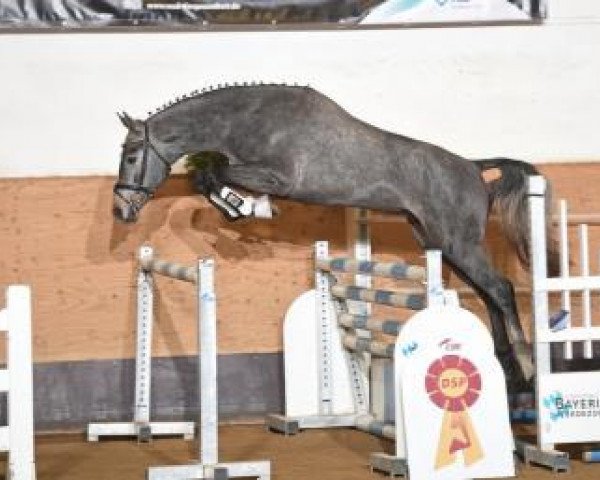 stallion Con Clyn (Oldenburg show jumper, 2014, from DSP Con Spirit)