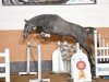 stallion Con Clyn (Oldenburg show jumper, 2014, from DSP Con Spirit)