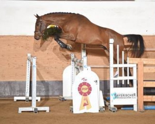 stallion Con Chellini W (German Sport Horse, 2014, from Con Chello)