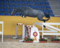 jumper Colfosco Junior (German Sport Horse, 2014, from DSP Colfosco)