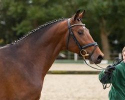 stallion Call me Casper (Westphalian, 2014, from Cassitano)