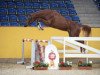 jumper Chassid V. Schloesslihof (German Sport Horse, 2014, from Casdorff)