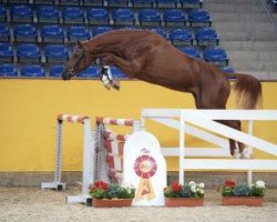 Springpferd Chassid V. Schloesslihof (Deutsches Sportpferd, 2014, von Casdorff)