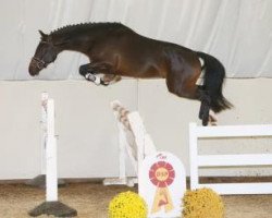 jumper Catwalk MK (German Sport Horse, 2014, from Cascadello)