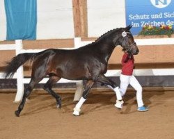 dressage horse Zamp 3 (Bavarian, 2014, from Birkhof's Zalando OLD)