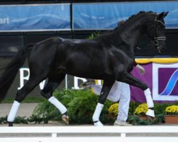Dressurpferd Zazu G (Deutsches Sportpferd, 2014, von Birkhof's Zalando OLD)