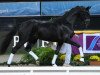 dressage horse Zazu G (German Sport Horse, 2014, from Birkhof's Zalando OLD)