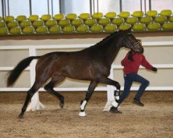 stallion Zeffirelli Mt (Danish Warmblood, 2014, from Zack)