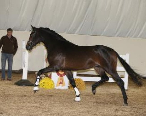 dressage horse Tallahassee 3 (Oldenburg, 2014, from Tomahawk)