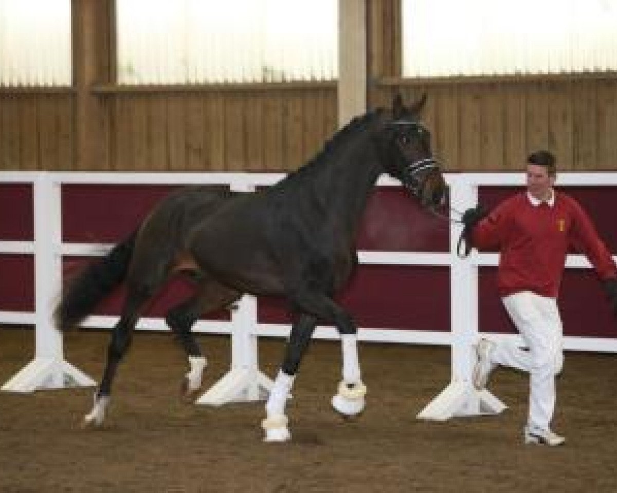stallion Harmony's Spotify (Oldenburg, 2014, from Sezuan)