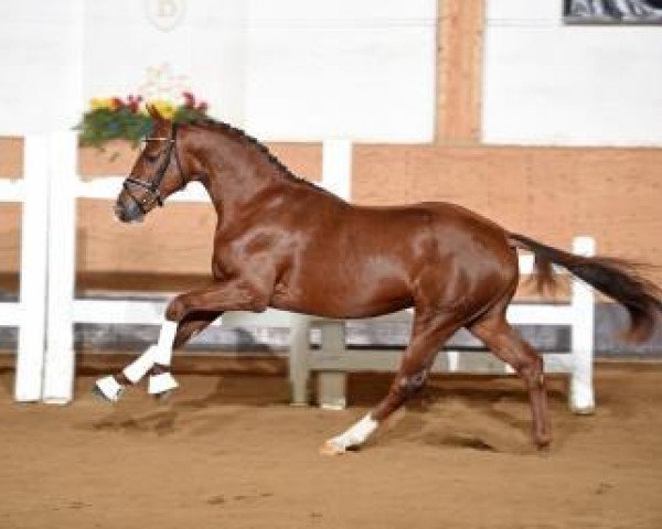 stallion Sapperlot (Hanoverian, 2014, from Scuderia)