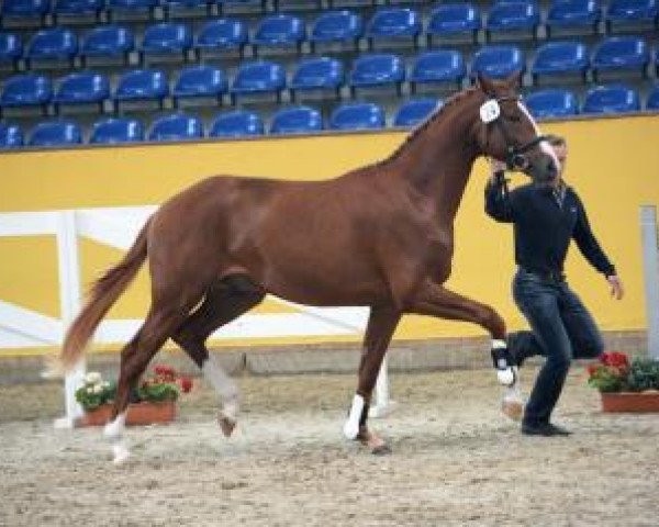 dressage horse Brighton 13 (German Sport Horse, 2014, from Quaterback)